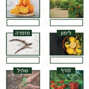 דף משימה אורייני הפרדס