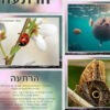 תחפושות בטבע_הדמיה (2)