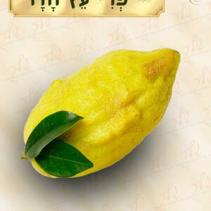 קיר תוכן ארבעת המינים דגם הדר (5)