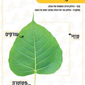 קיר תוכן חלקי העלה