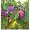 ⁦קיר תוכן חלקי העץ דגם קינן⁩ – תמונה ⁦6⁩