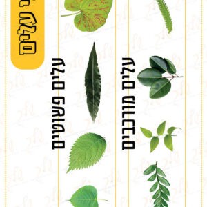 קיר תוכן סוגי עלים