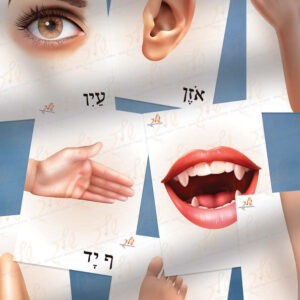 כרטיסי מילים בנושא אני וגופי לפינת לשון