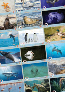 קיר תוכן בעלי חיים ימיים_הדמיה (1)